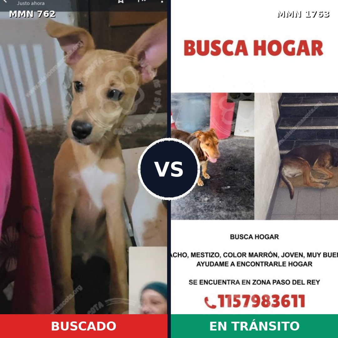 Comparativa MMS 39141: mascota perdida y mascota encontrada, 56% de similitud