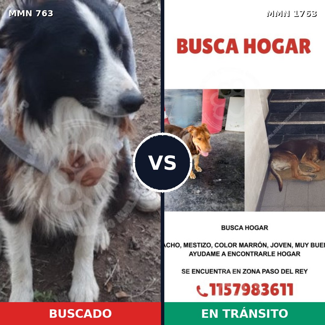 Comparativa MMS 39142: mascota perdida y mascota encontrada, 31% de similitud