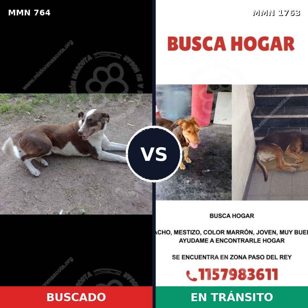 Comparativa MMS 39143: mascota perdida y mascota encontrada, 55% de similitud