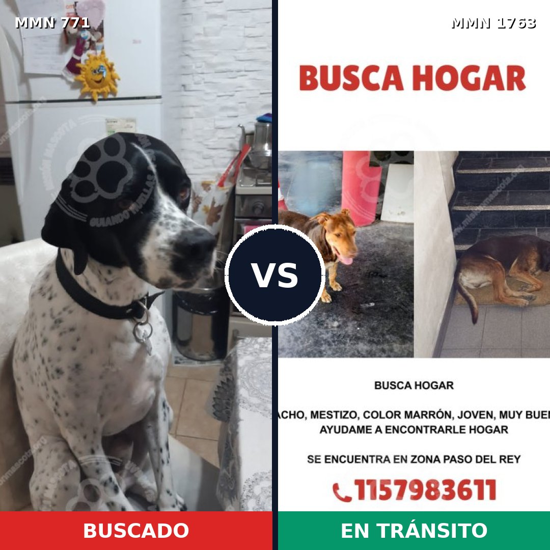 Comparativa MMS 39145: mascota perdida y mascota encontrada, 46% de similitud