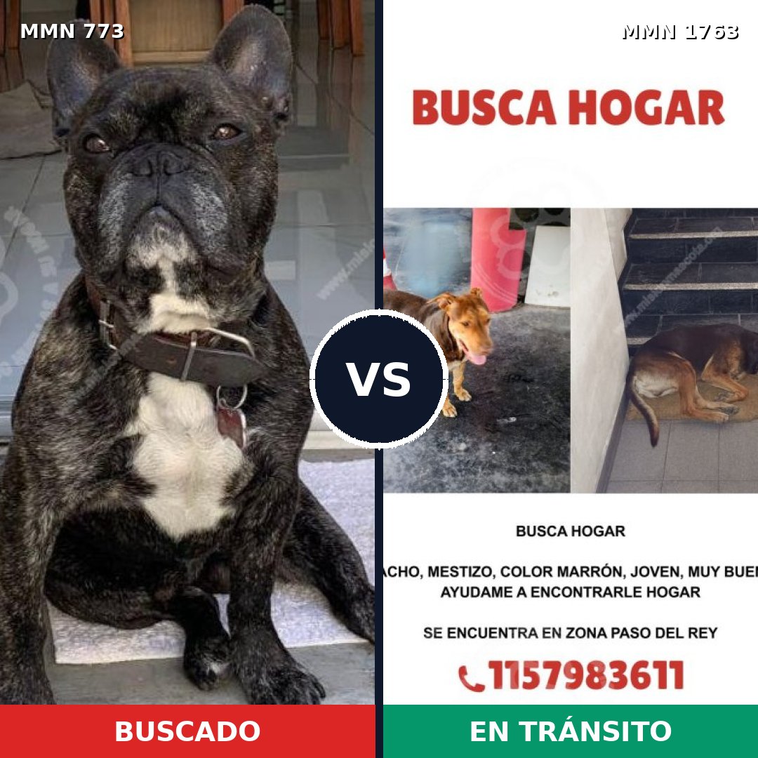 Comparativa MMS 39146: mascota perdida y mascota encontrada, 29% de similitud