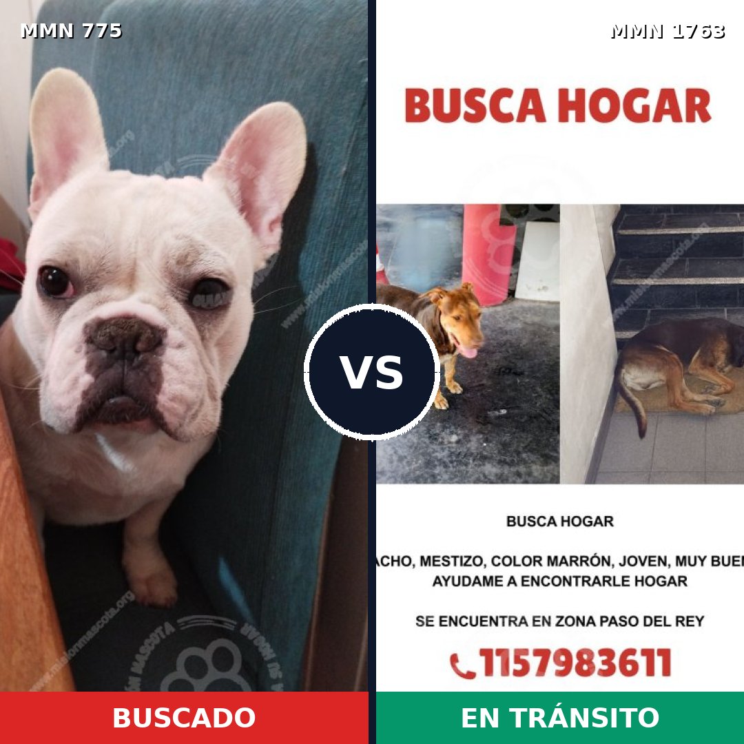 Comparativa MMS 39147: mascota perdida y mascota encontrada, 27% de similitud