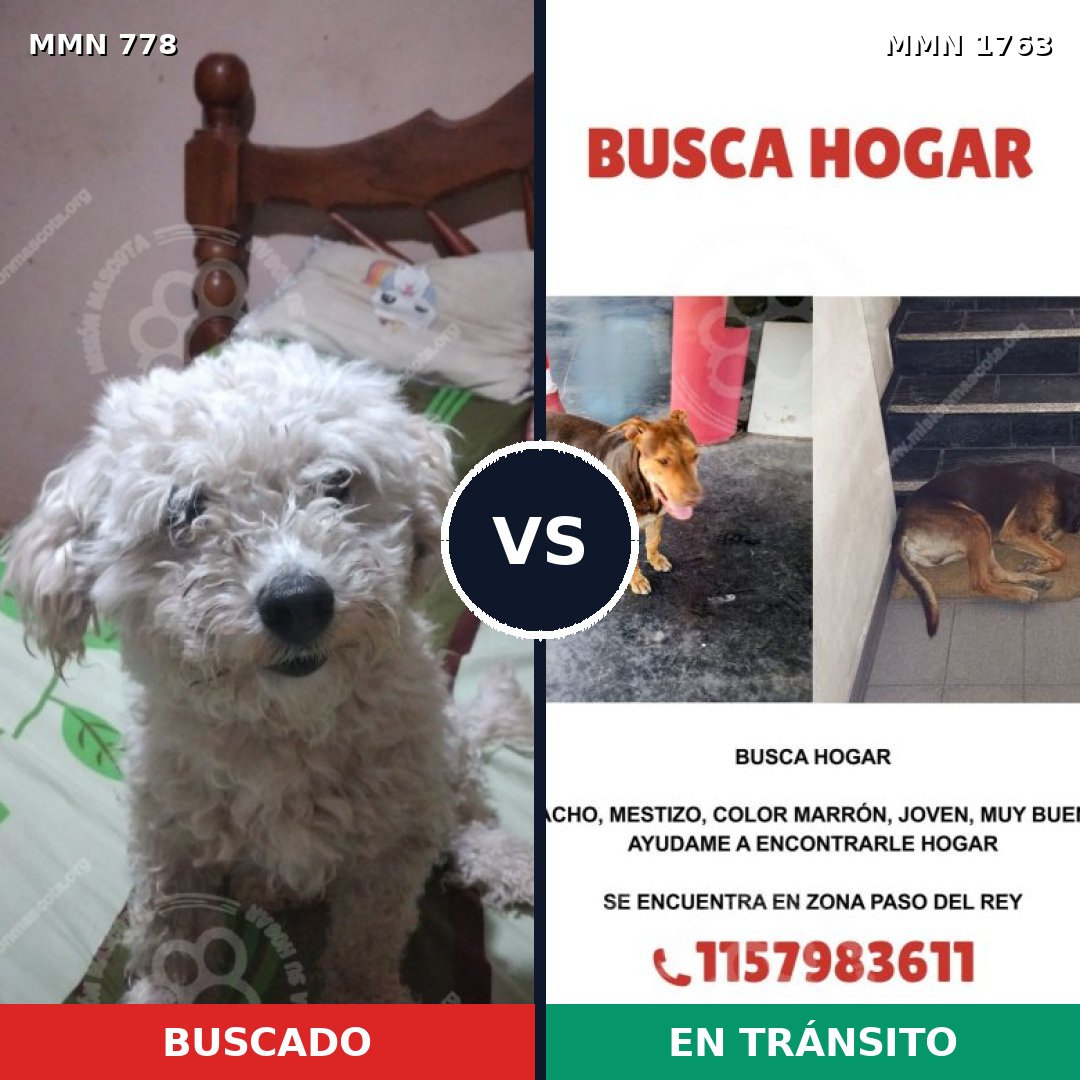 Comparativa MMS 39148: mascota perdida y mascota encontrada, 30% de similitud