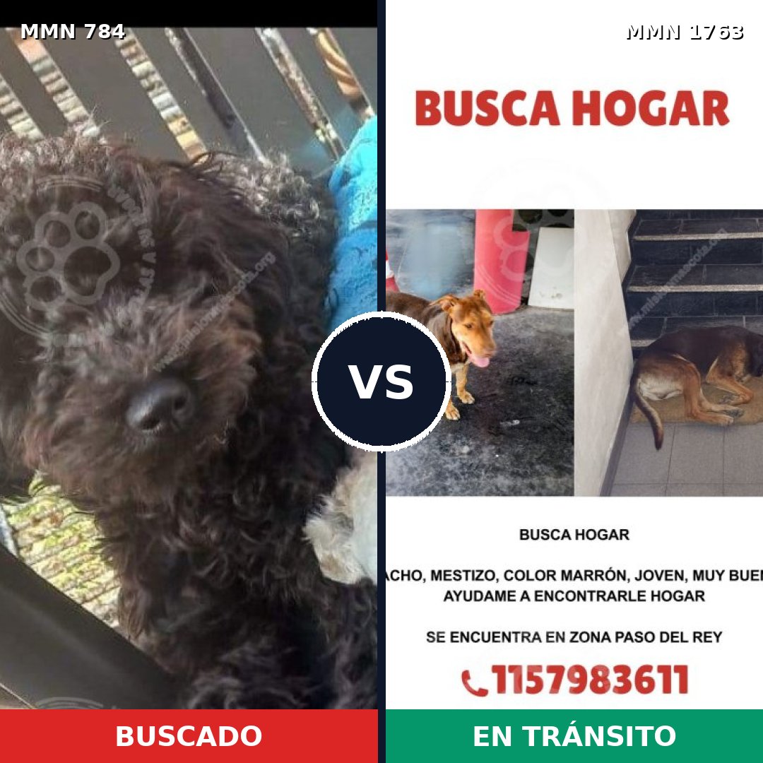 Comparativa MMS 39149: mascota perdida y mascota encontrada, 26% de similitud