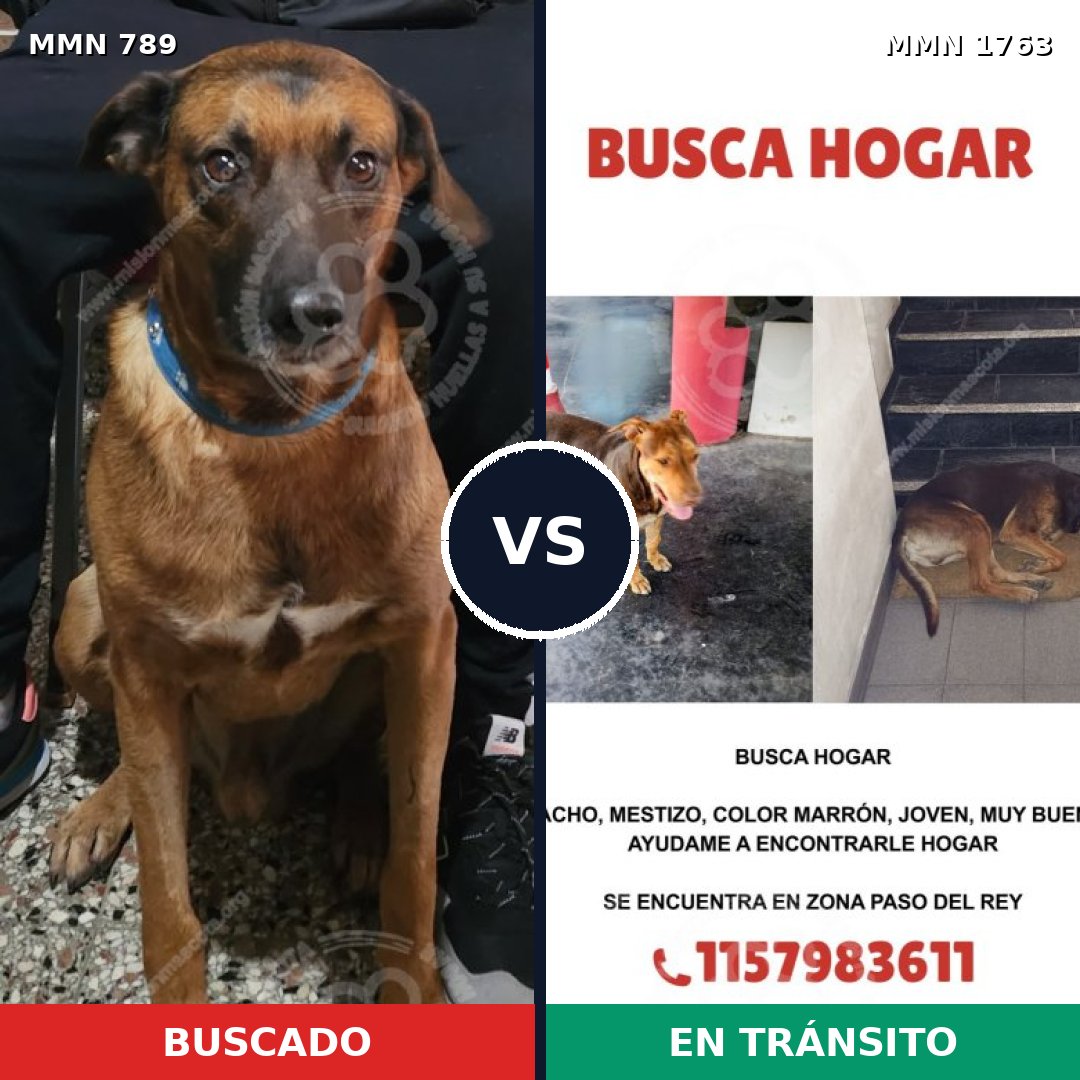 Comparativa MMS 39150: mascota perdida y mascota encontrada, 66% de similitud