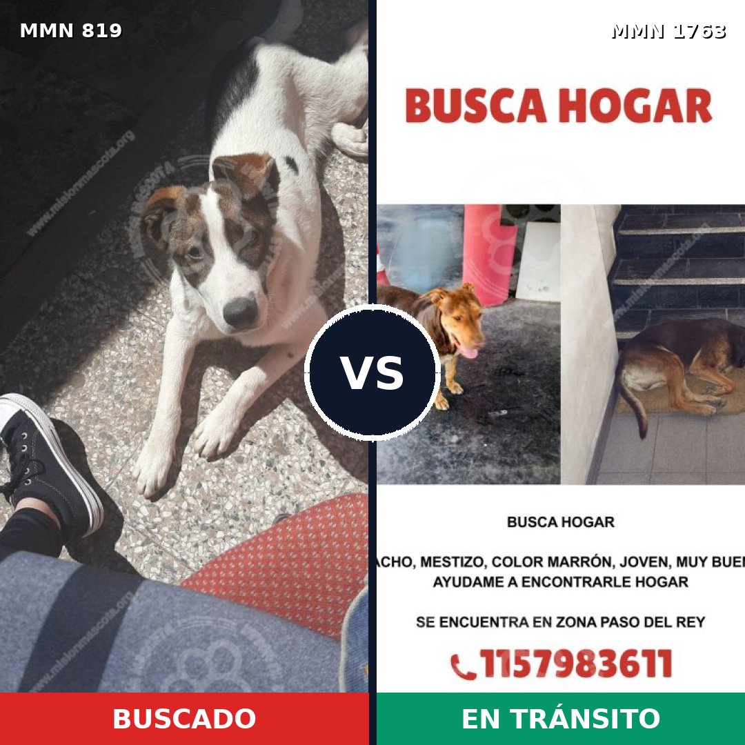 Comparativa MMS 39153: mascota perdida y mascota encontrada, 62% de similitud
