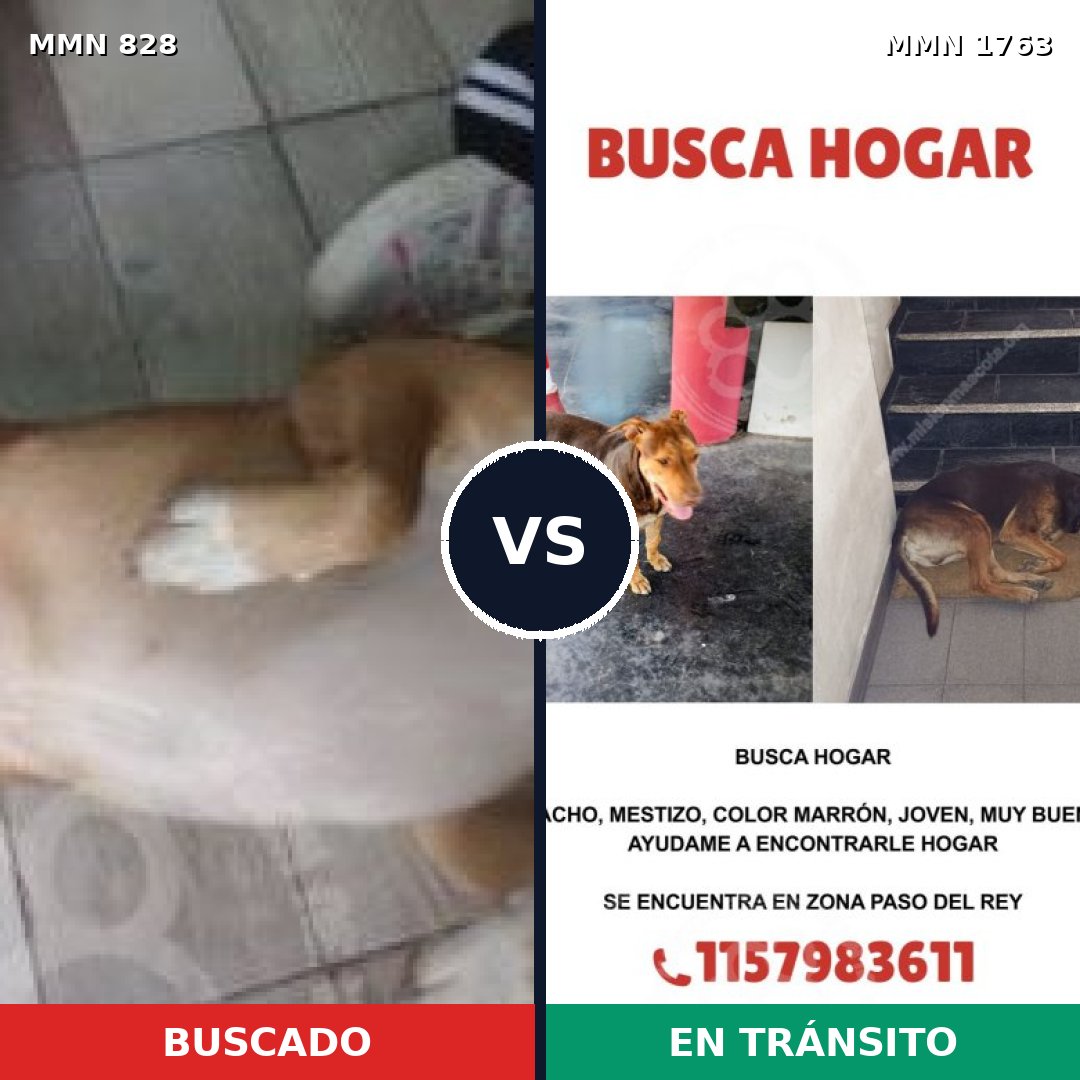 Comparativa MMS 39155: mascota perdida y mascota encontrada, 61% de similitud