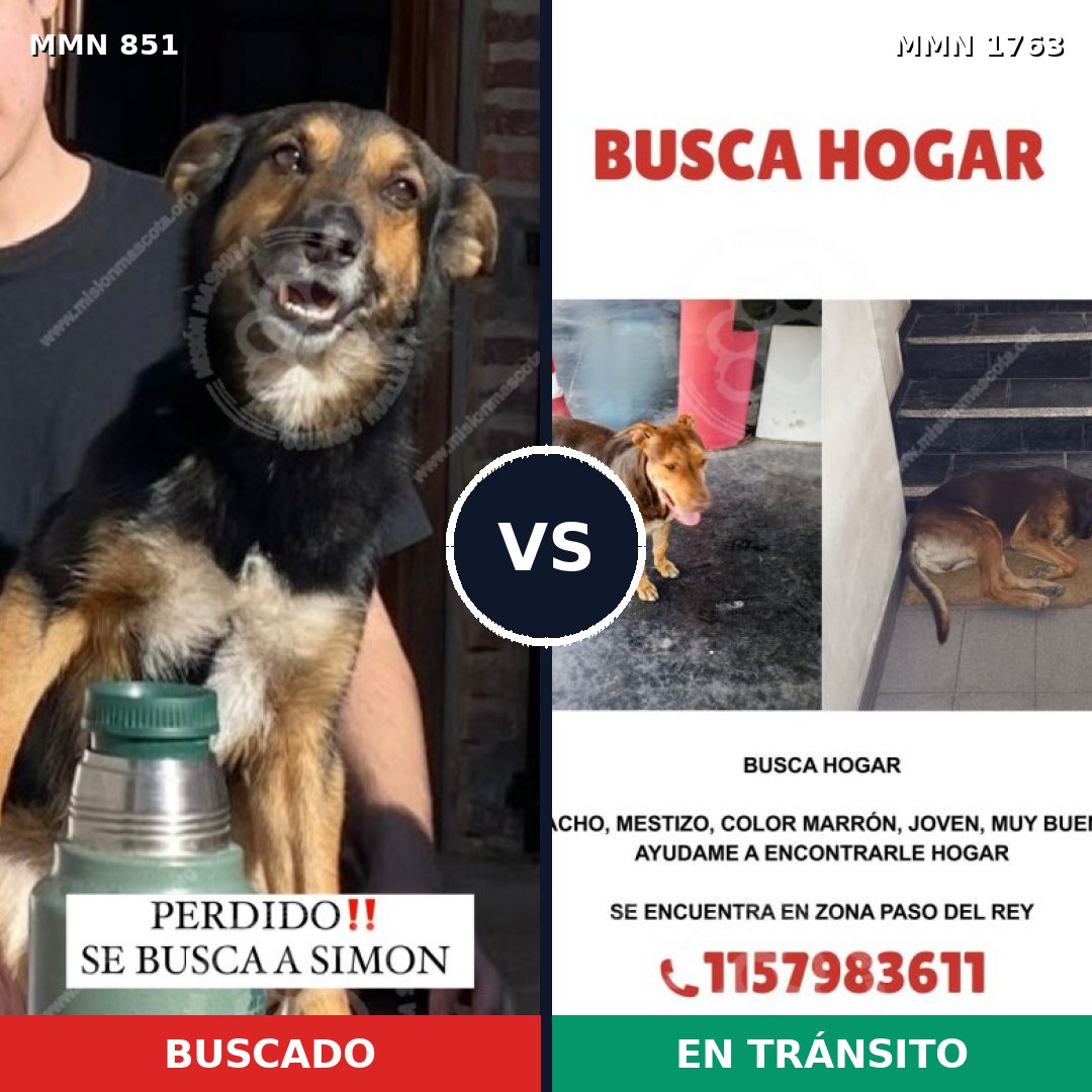 Comparativa MMS 39156: mascota perdida y mascota encontrada, 62% de similitud