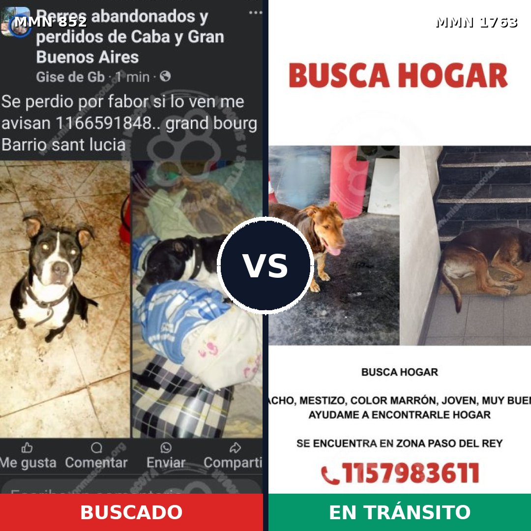 Comparativa MMS 39157: mascota perdida y mascota encontrada, 46% de similitud