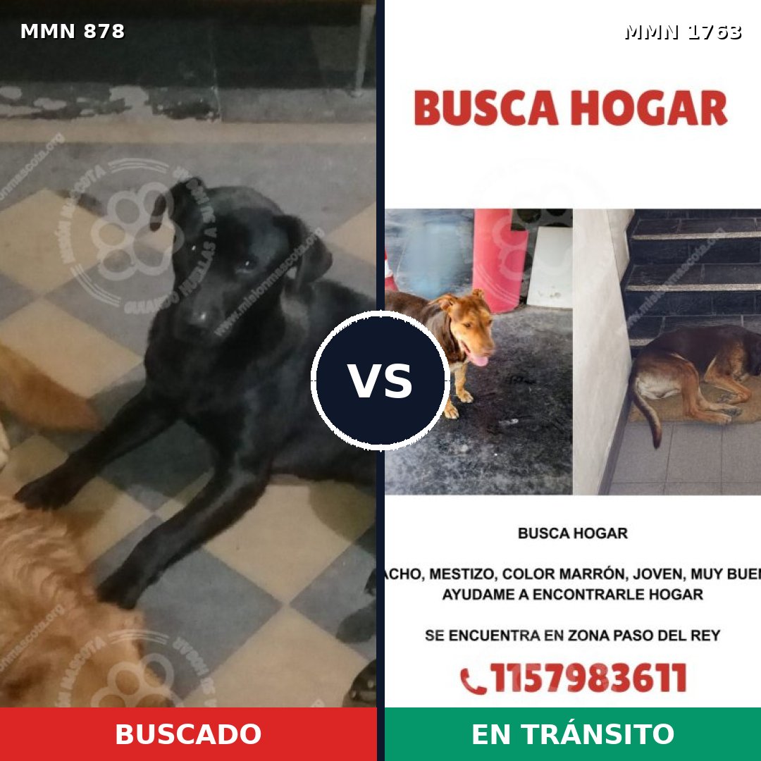 Comparativa MMS 39158: mascota perdida y mascota encontrada, 37% de similitud