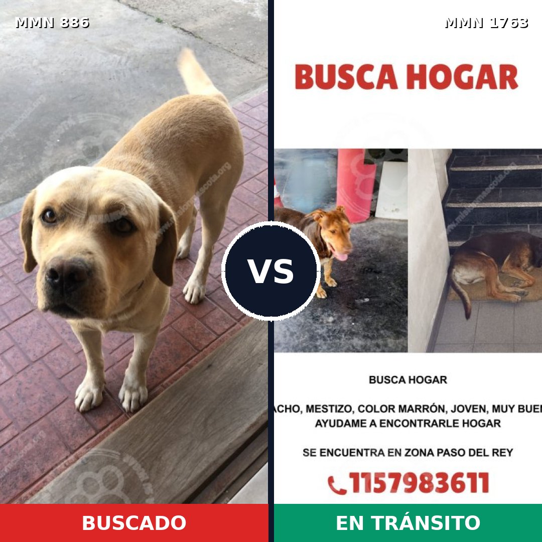 Comparativa MMS 39159: mascota perdida y mascota encontrada, 30% de similitud