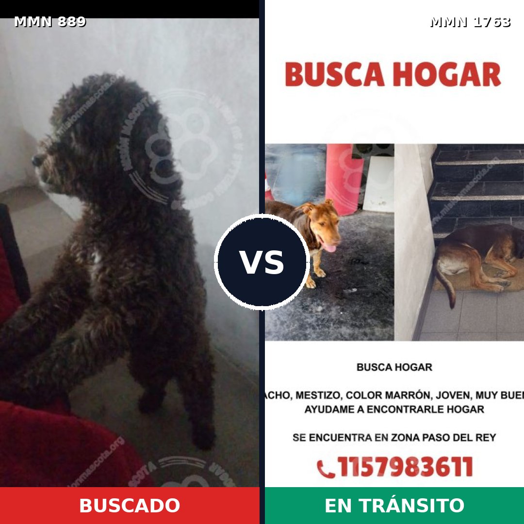 Comparativa MMS 39160: mascota perdida y mascota encontrada, 32% de similitud