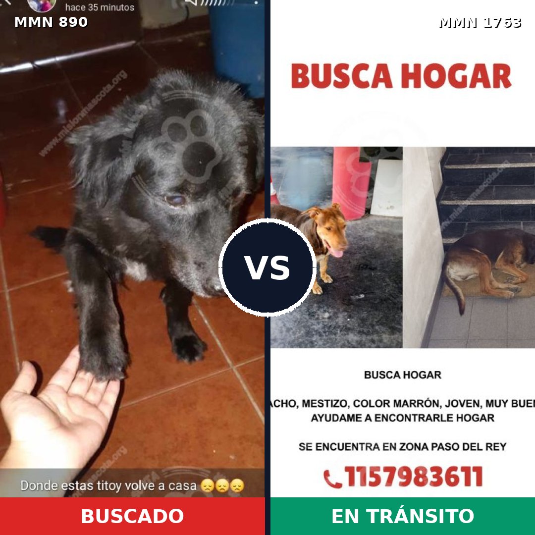 Comparativa MMS 39161: mascota perdida y mascota encontrada, 28% de similitud