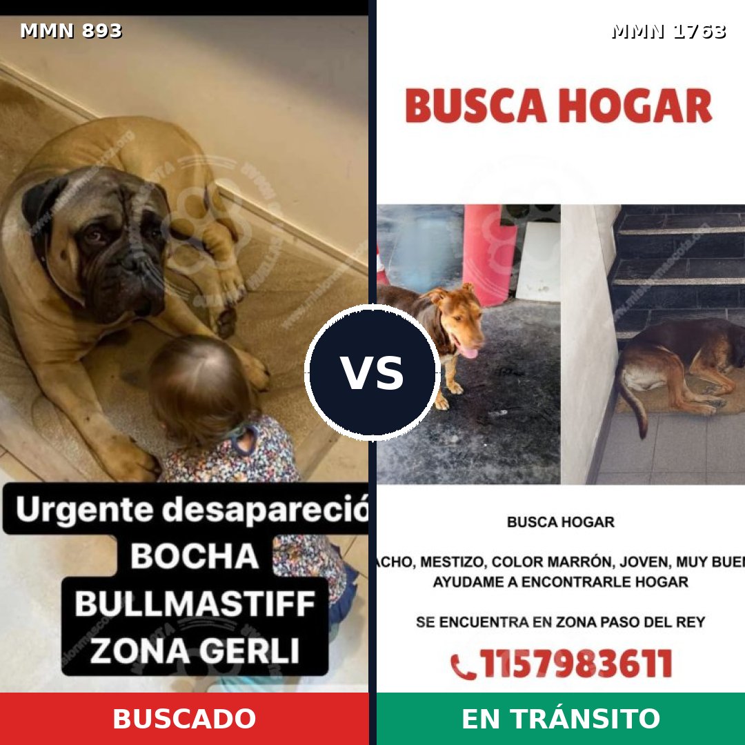 Comparativa MMS 39162: mascota perdida y mascota encontrada, 34% de similitud