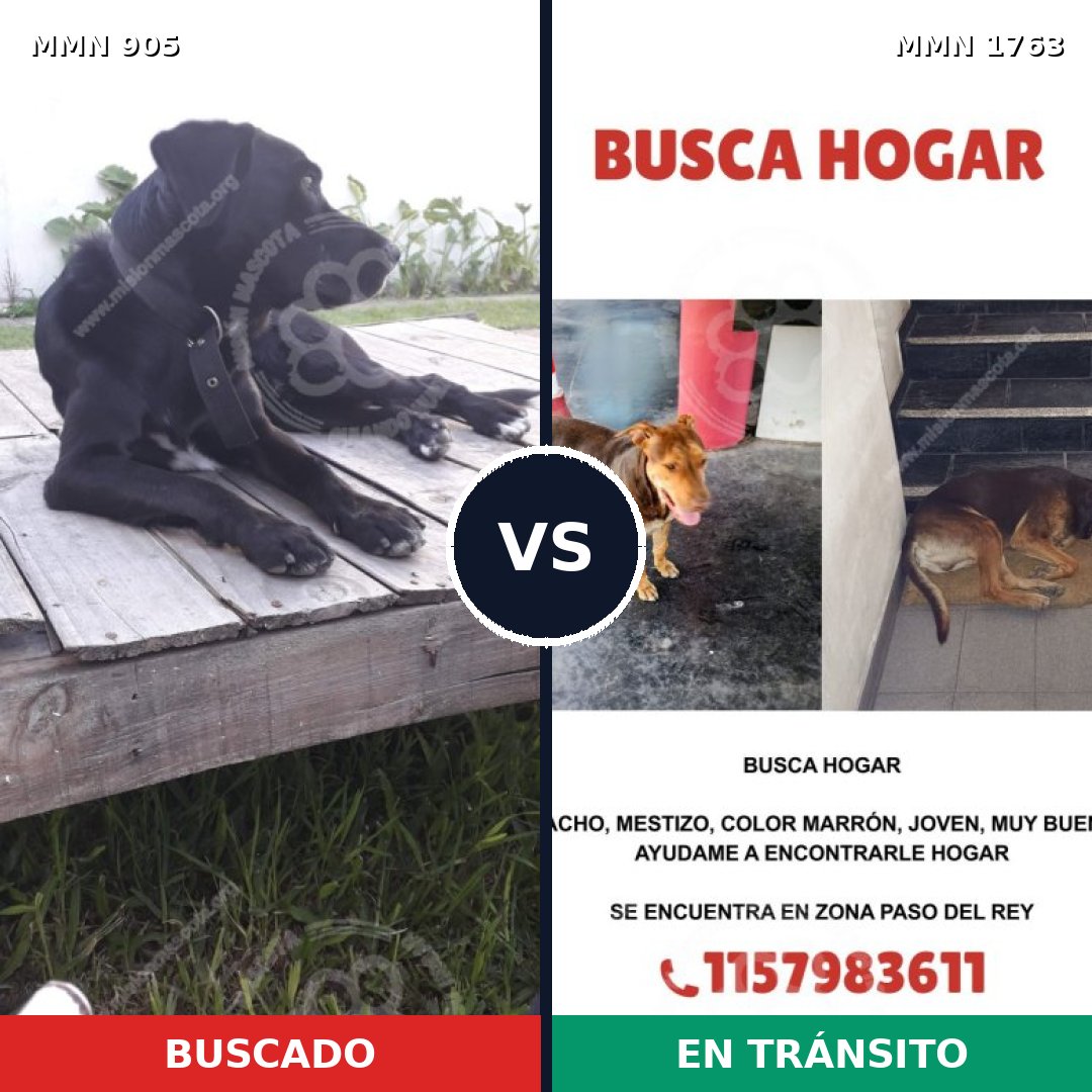 Comparativa MMS 39163: mascota perdida y mascota encontrada, 58% de similitud