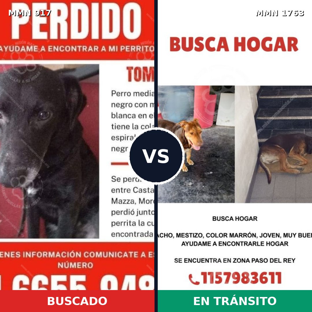 Comparativa MMS 39164: mascota perdida y mascota encontrada, 36% de similitud
