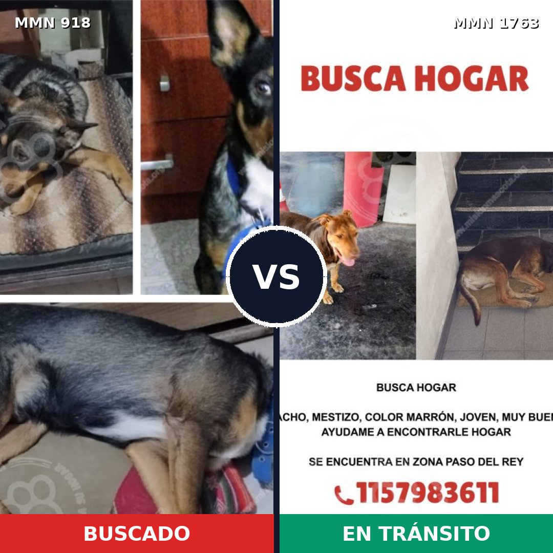 Comparativa MMS 39165: mascota perdida y mascota encontrada, 36% de similitud