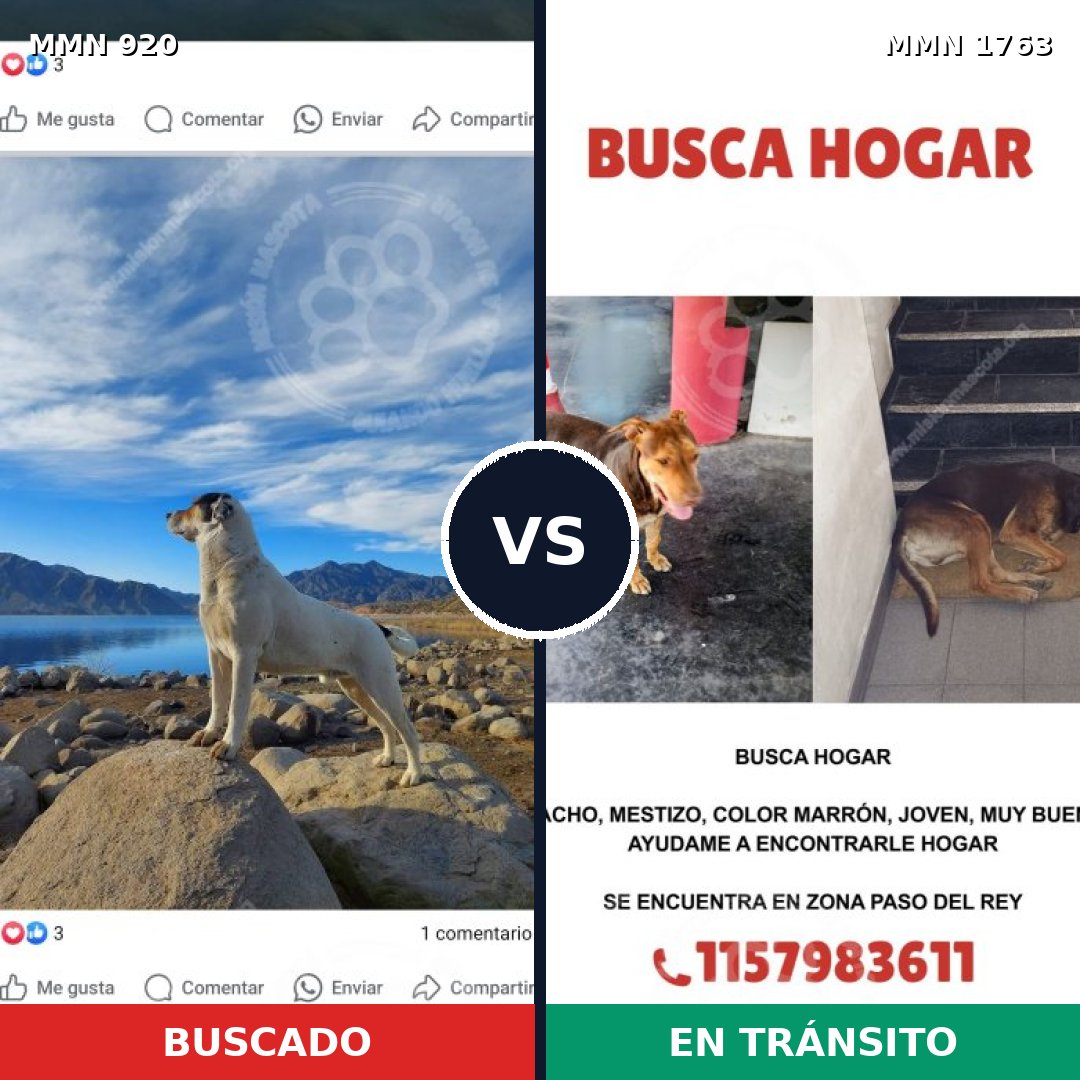 Comparativa MMS 39167: mascota perdida y mascota encontrada, 36% de similitud