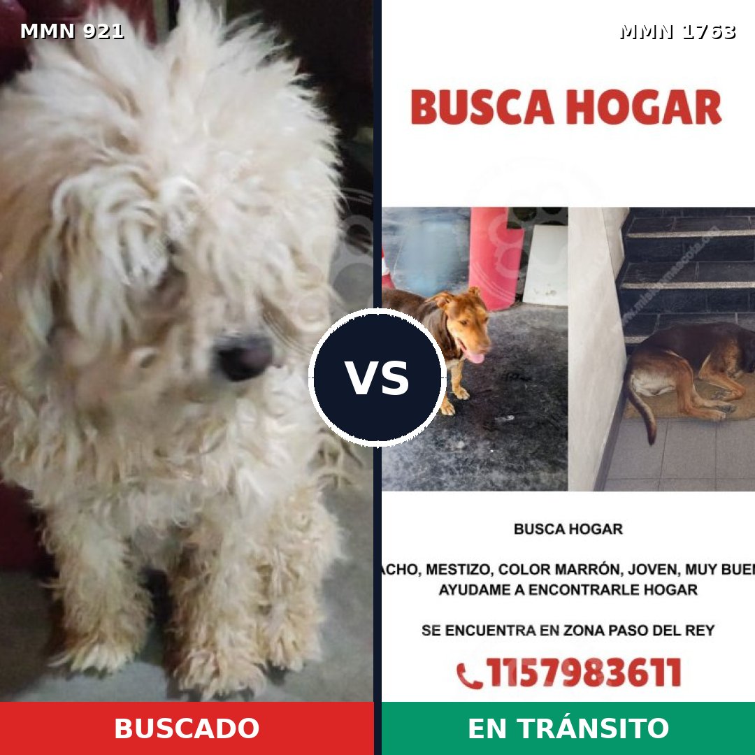 Comparativa MMS 39168: mascota perdida y mascota encontrada, 21% de similitud