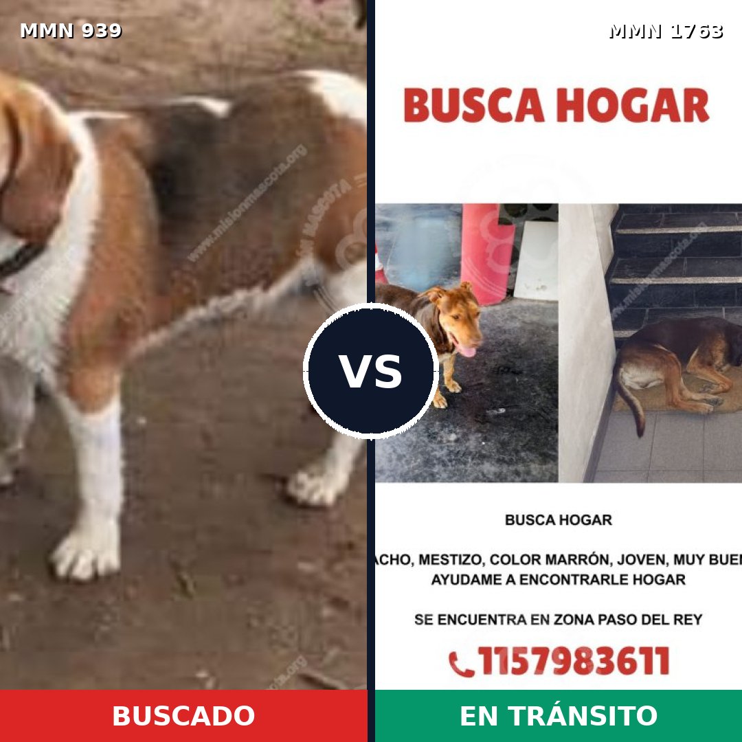 Comparativa MMS 39169: mascota perdida y mascota encontrada, 43% de similitud