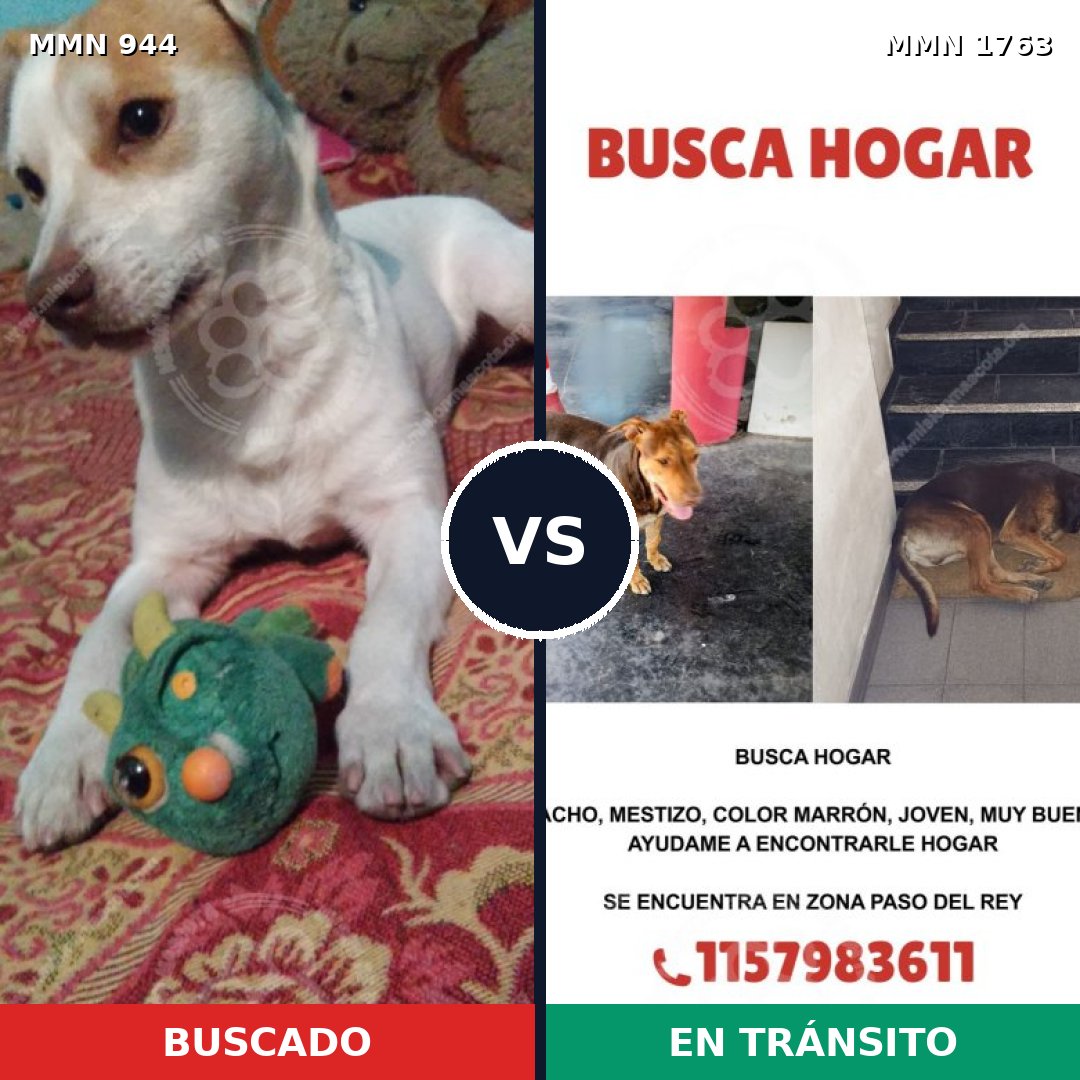 Comparativa MMS 39172: mascota perdida y mascota encontrada, 52% de similitud