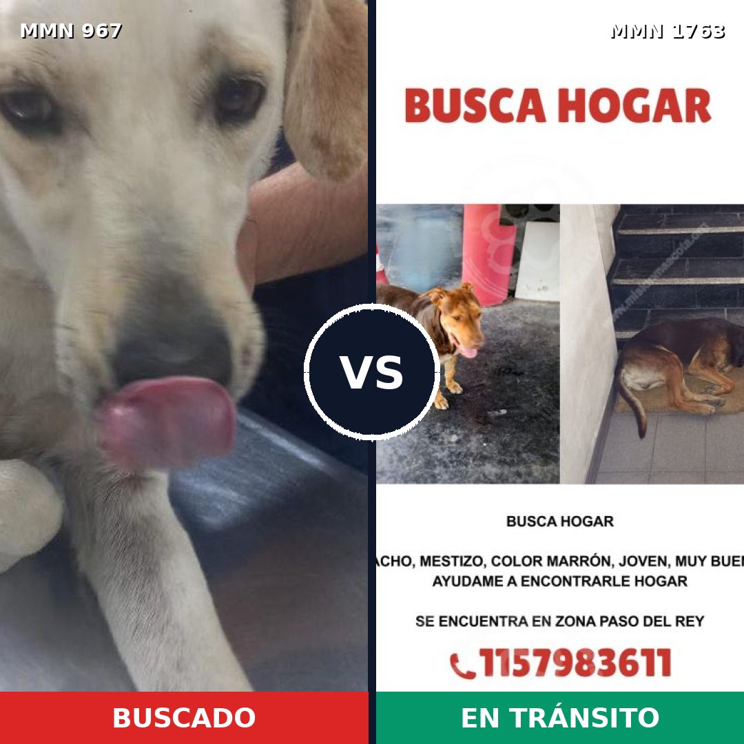 Comparativa MMS 39173: mascota perdida y mascota encontrada, 57% de similitud