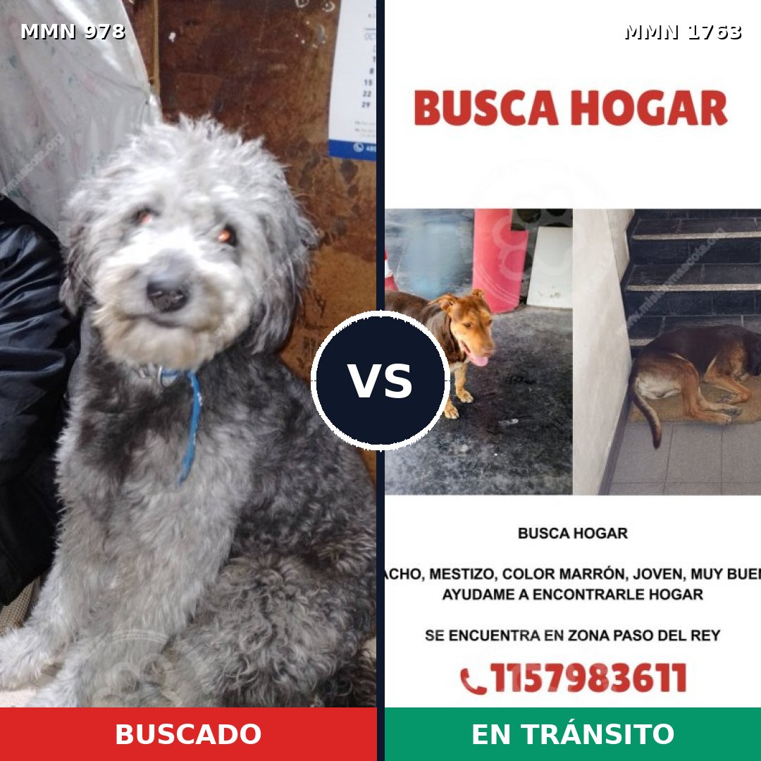 Comparativa MMS 39174: mascota perdida y mascota encontrada, 36% de similitud
