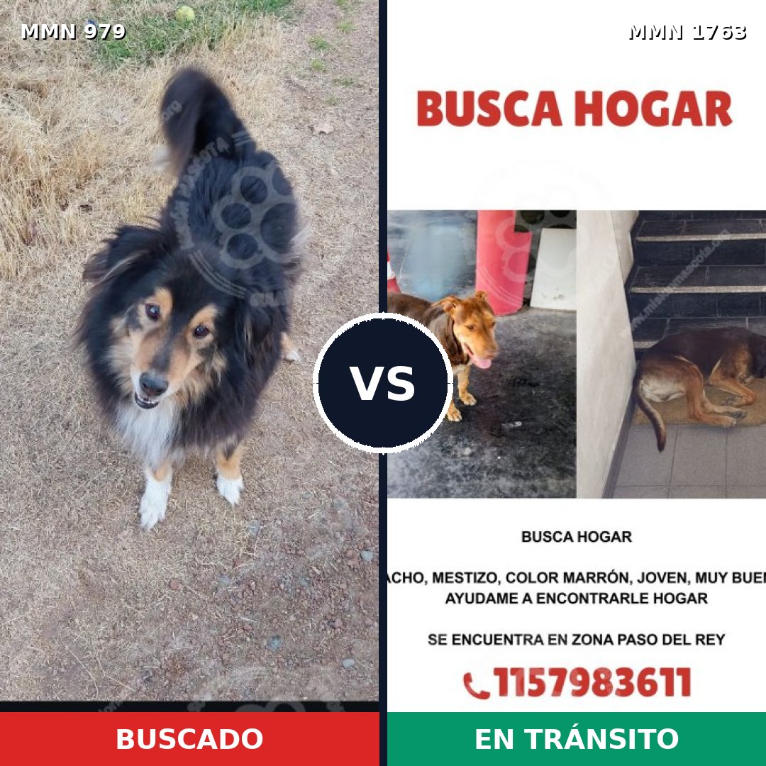 Comparativa MMS 39175: mascota perdida y mascota encontrada, 24% de similitud