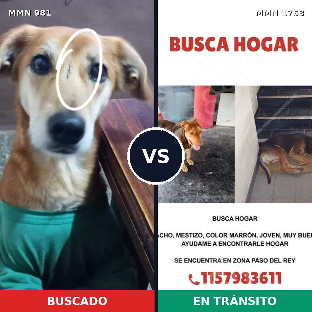 Comparativa MMS 39176: mascota perdida y mascota encontrada, 65% de similitud