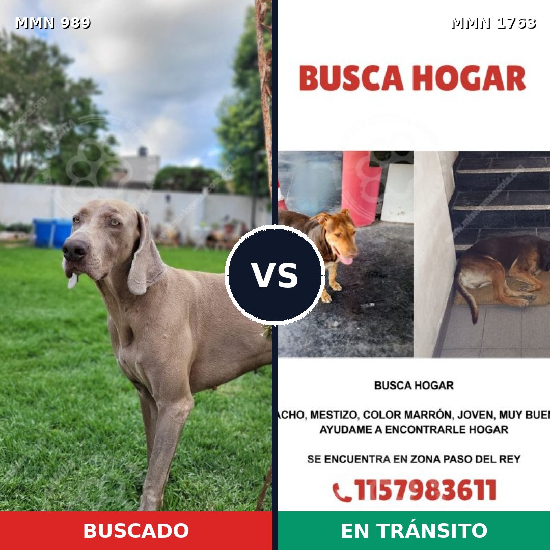 Comparativa MMS 39177: mascota perdida y mascota encontrada, 44% de similitud