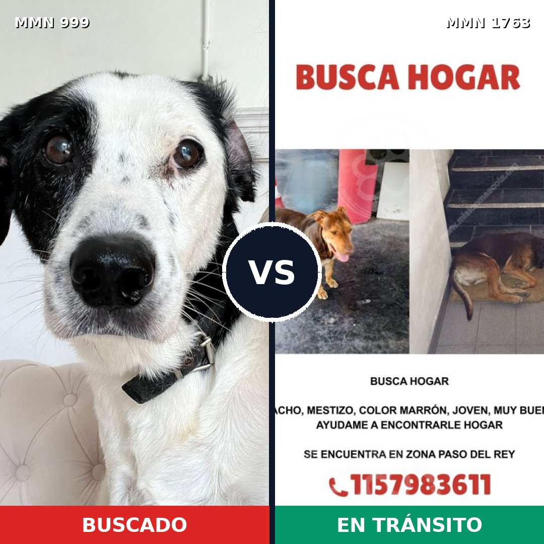 Comparativa MMS 39178: mascota perdida y mascota encontrada, 38% de similitud