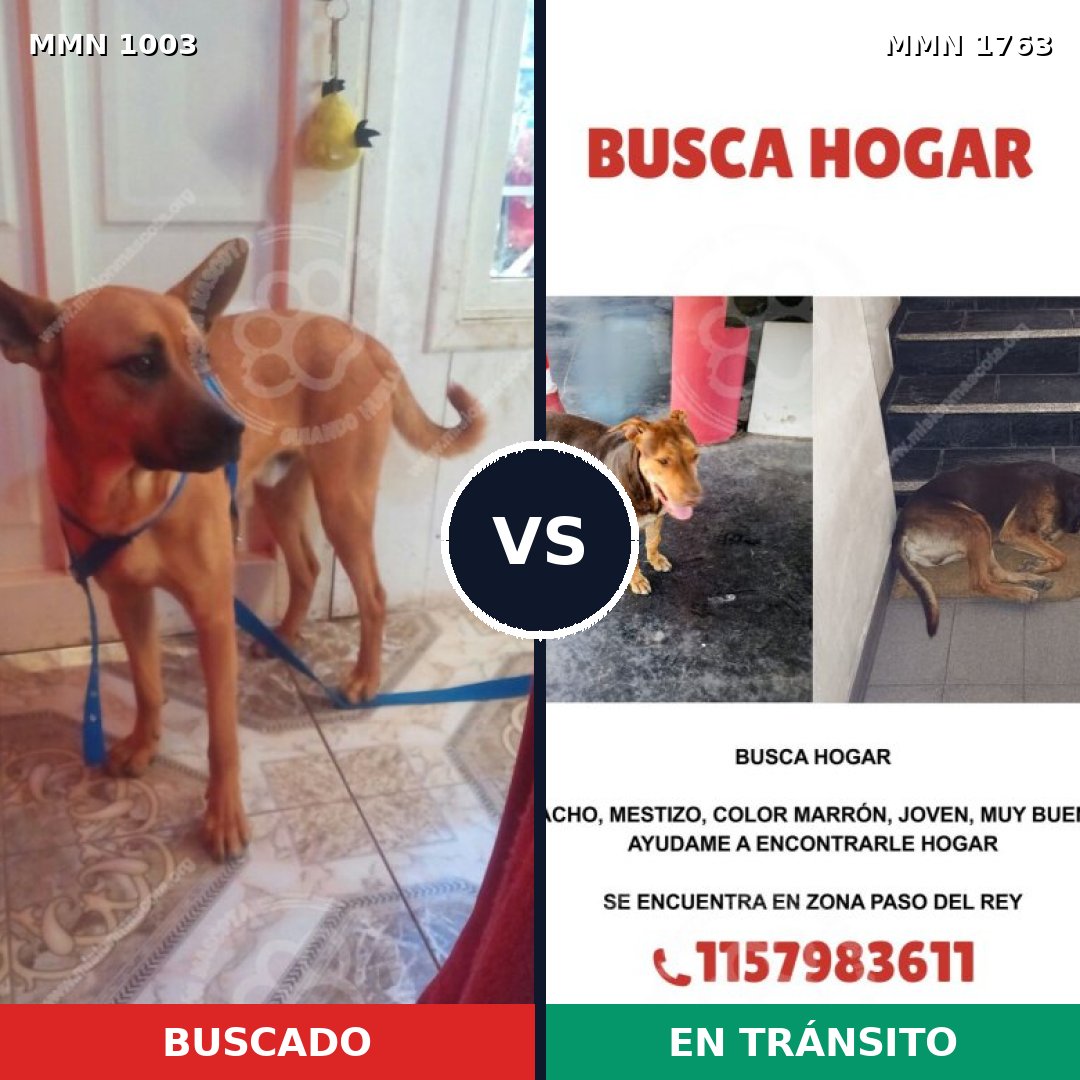 Comparativa MMS 39179: mascota perdida y mascota encontrada, 44% de similitud