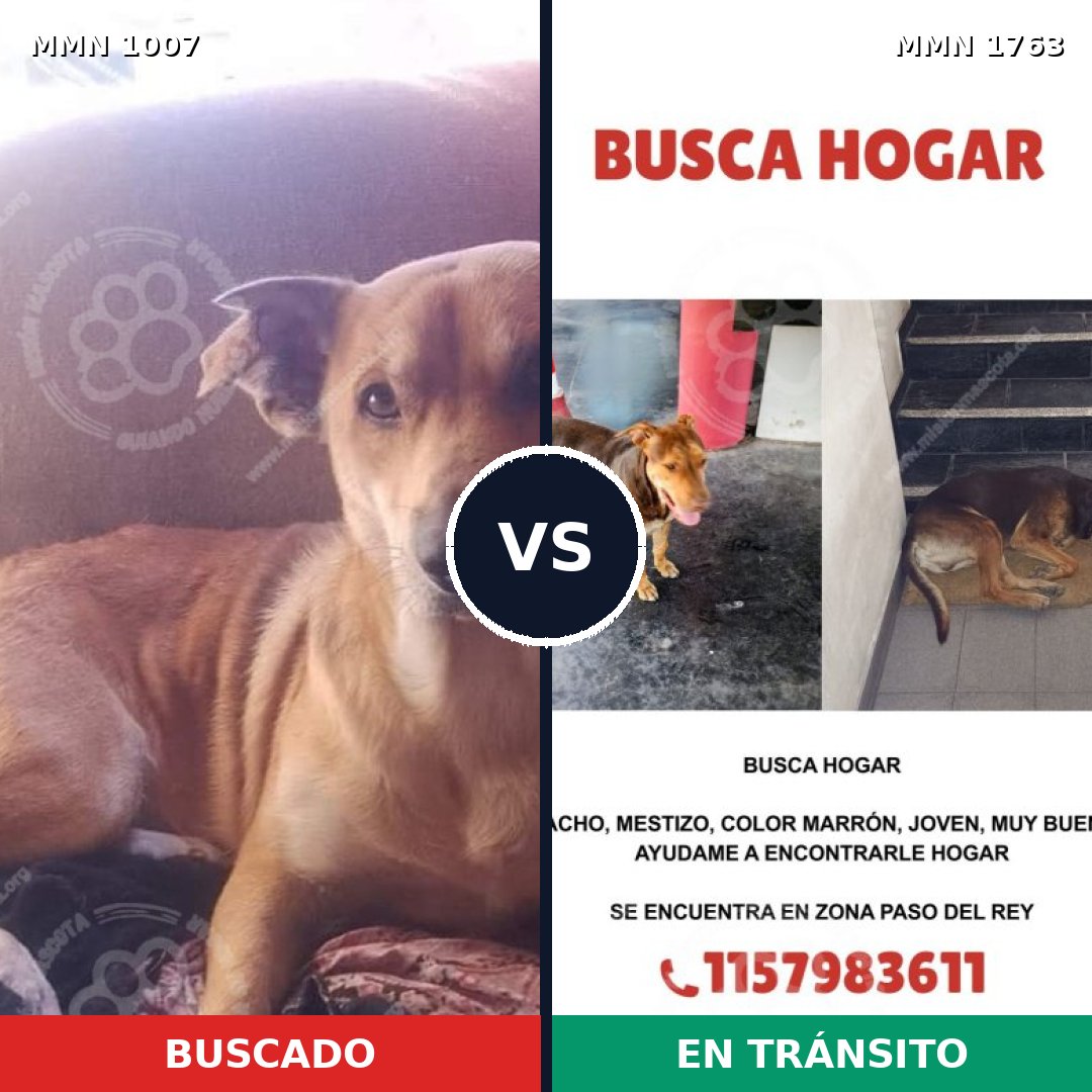 Comparativa MMS 39181: mascota perdida y mascota encontrada, 63% de similitud