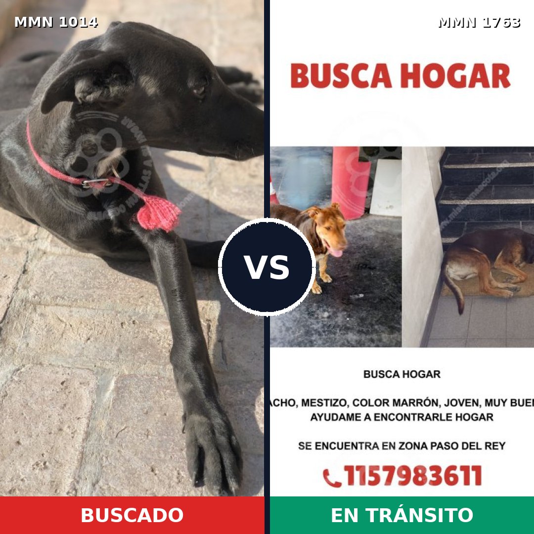 Comparativa MMS 39182: mascota perdida y mascota encontrada, 39% de similitud
