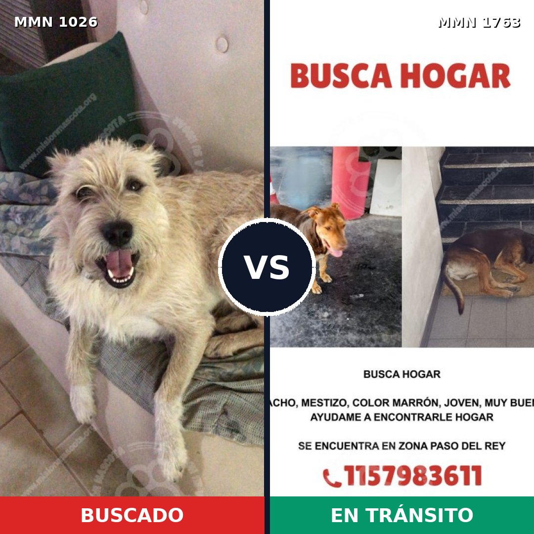 Comparativa MMS 39183: mascota perdida y mascota encontrada, 64% de similitud