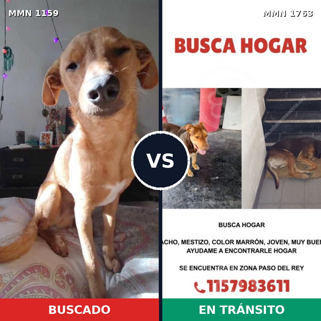 Comparativa MMS 39185: mascota perdida y mascota encontrada, 55% de similitud