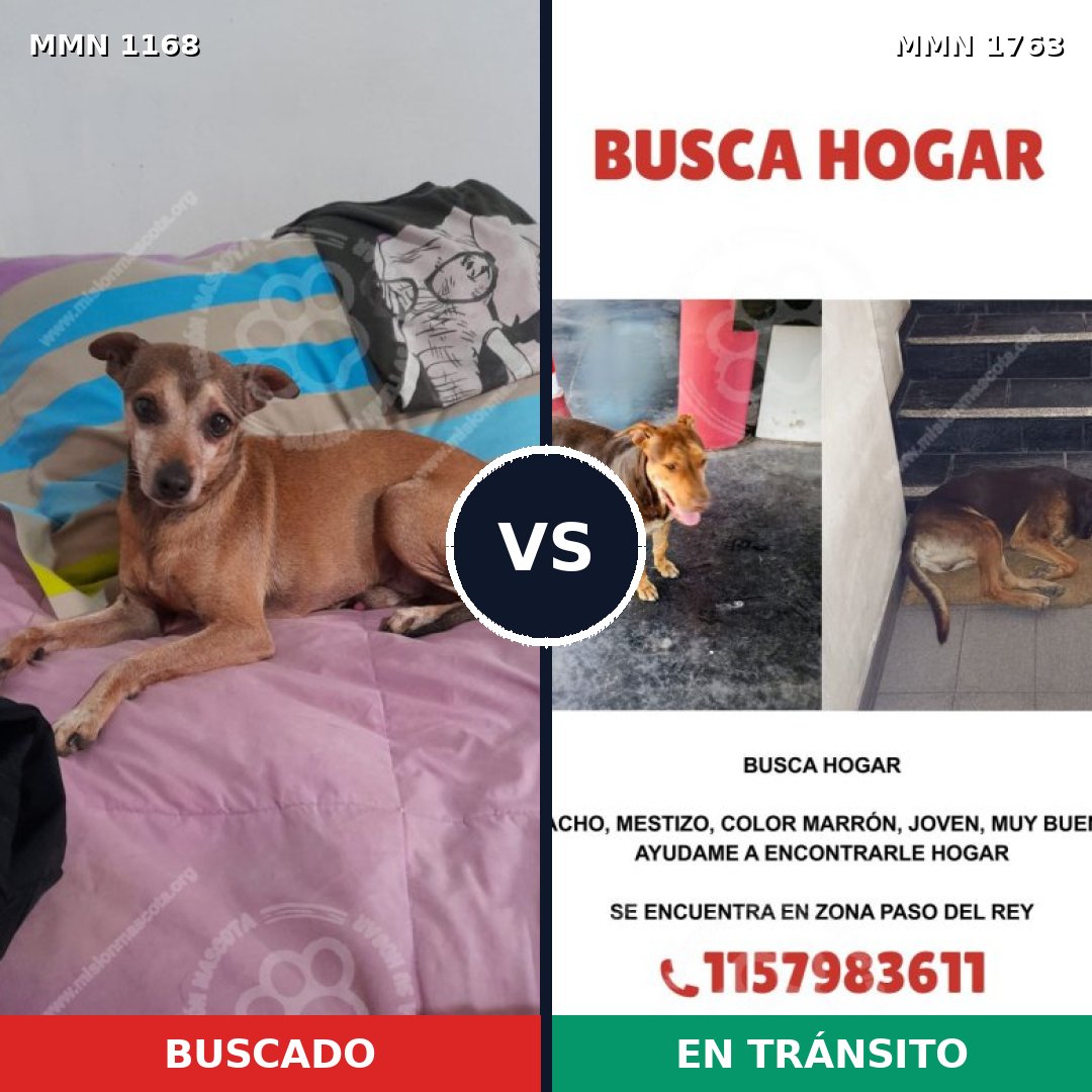 Comparativa MMS 39186: mascota perdida y mascota encontrada, 27% de similitud