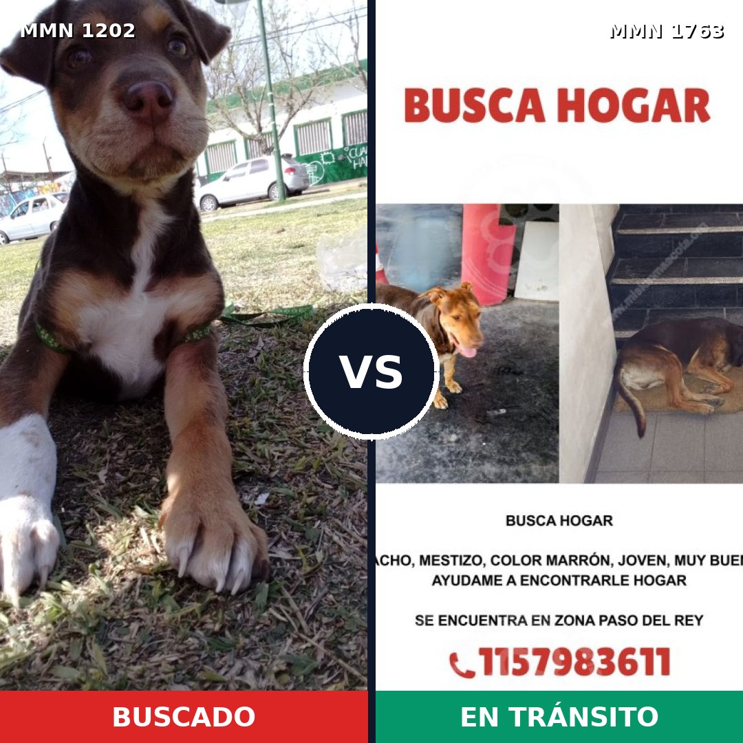 Comparativa MMS 39188: mascota perdida y mascota encontrada, 58% de similitud