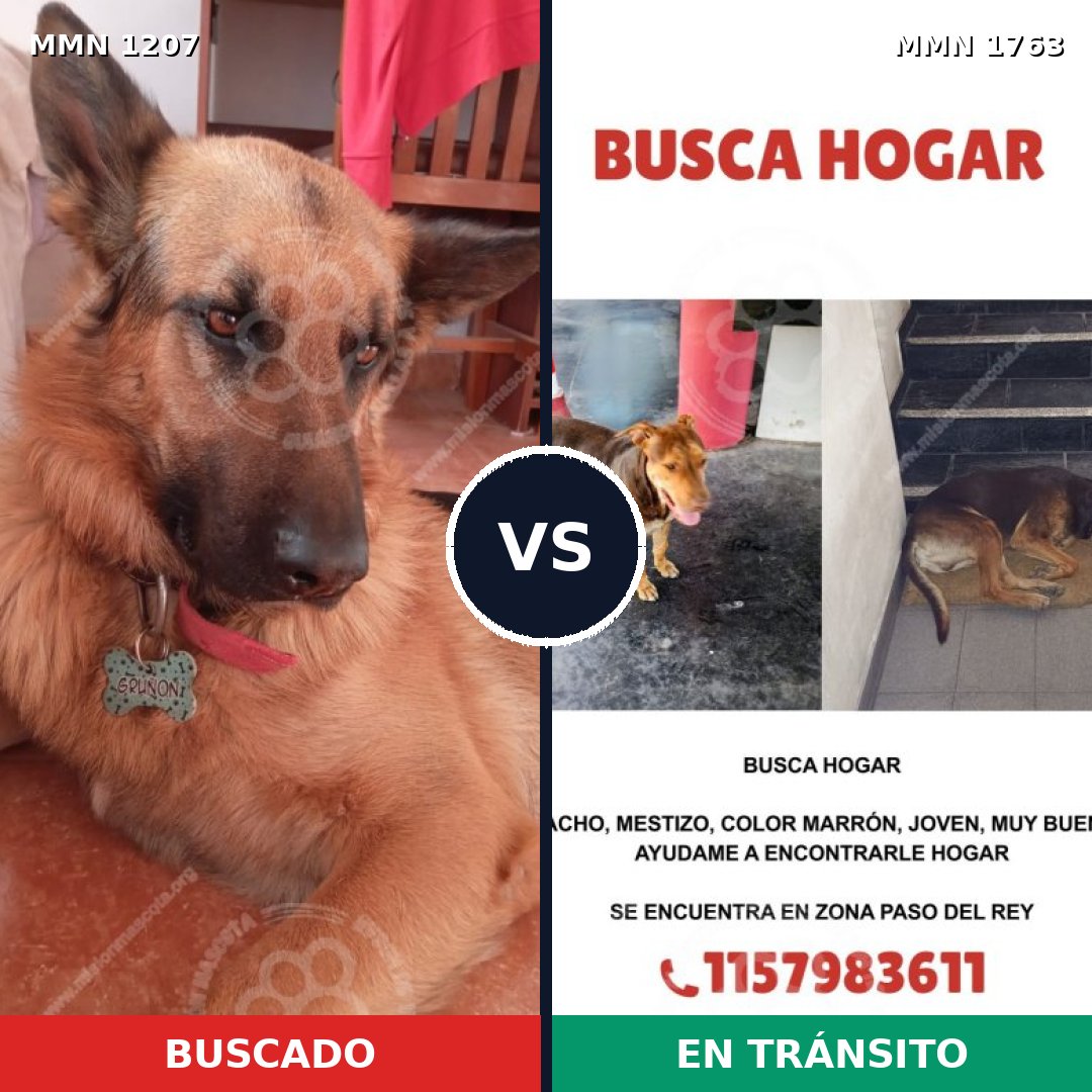 Comparativa MMS 39189: mascota perdida y mascota encontrada, 33% de similitud