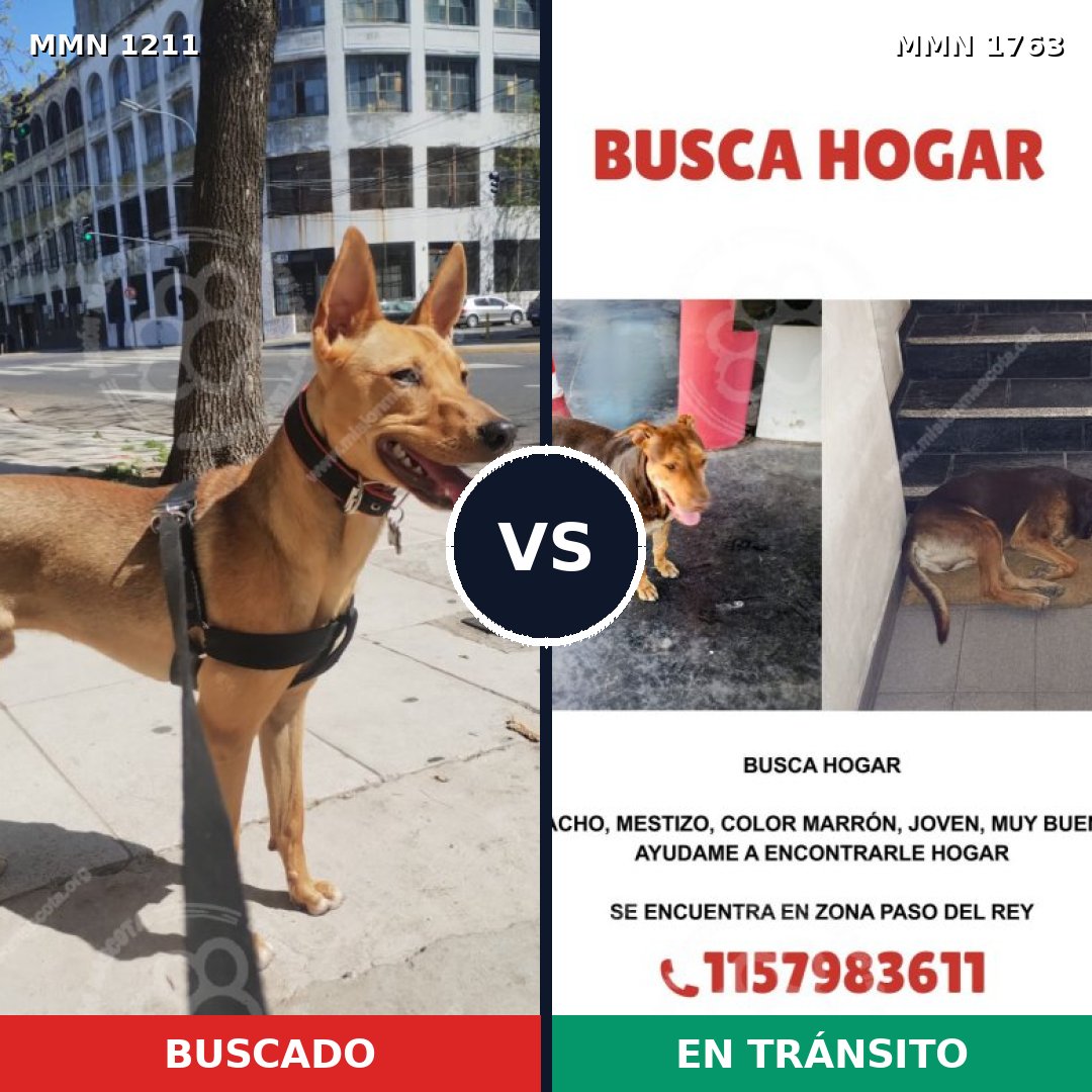 Comparativa MMS 39190: mascota perdida y mascota encontrada, 65% de similitud