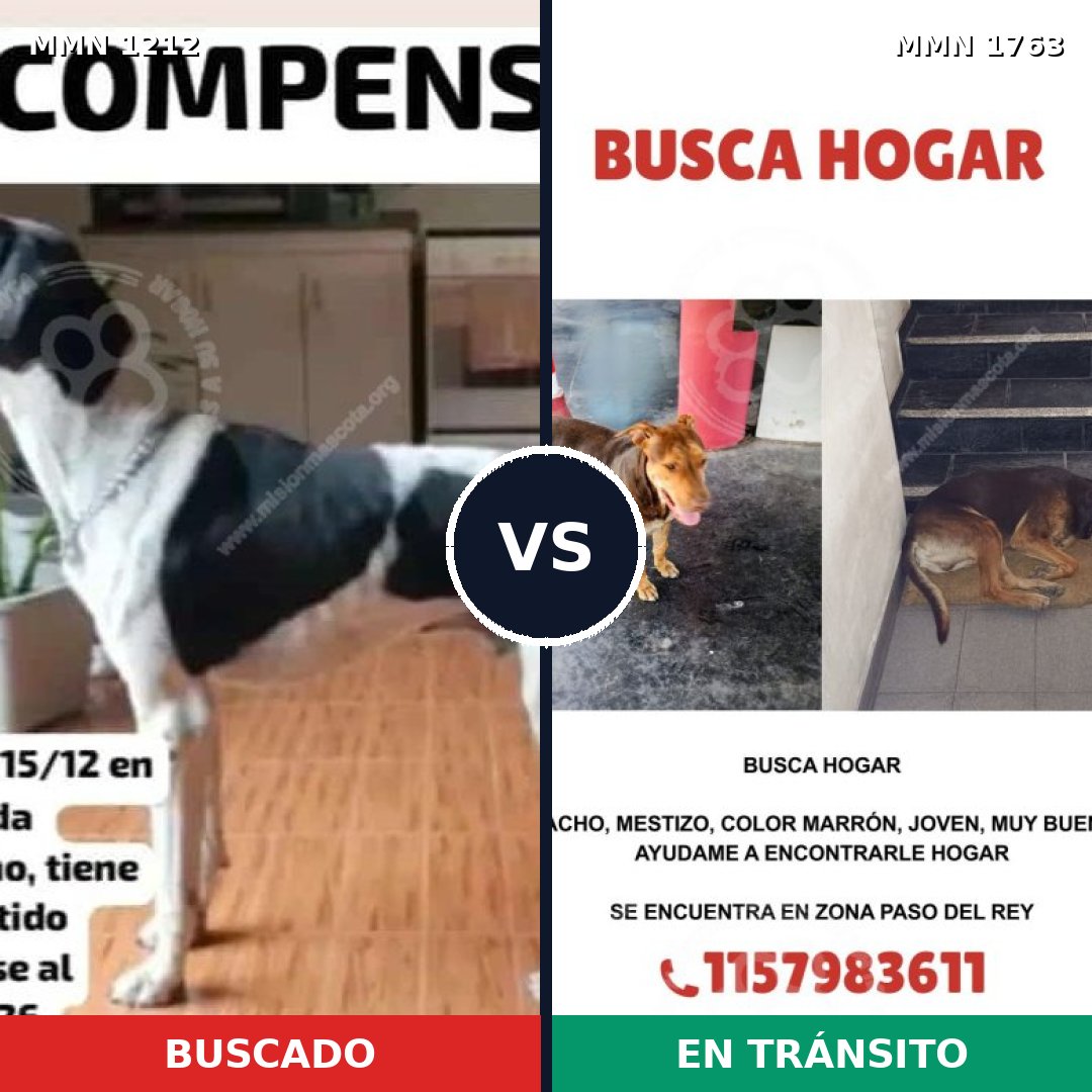 Comparativa MMS 39191: mascota perdida y mascota encontrada, 39% de similitud