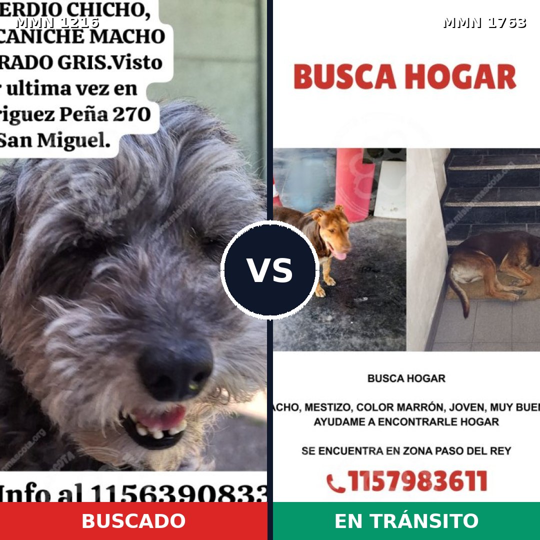 Comparativa MMS 39192: mascota perdida y mascota encontrada, 38% de similitud