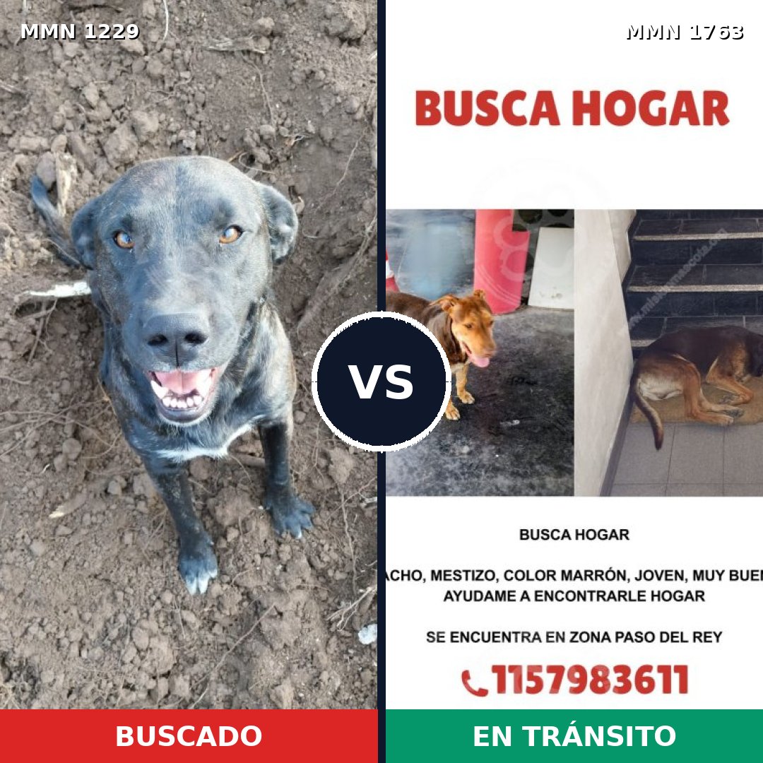 Comparativa MMS 39193: mascota perdida y mascota encontrada, 46% de similitud