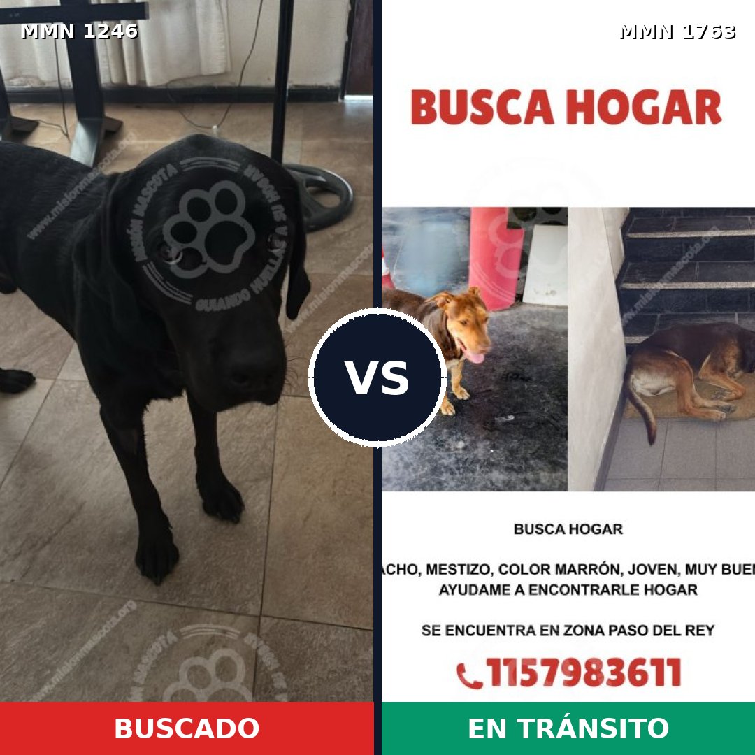 Comparativa MMS 39195: mascota perdida y mascota encontrada, 28% de similitud