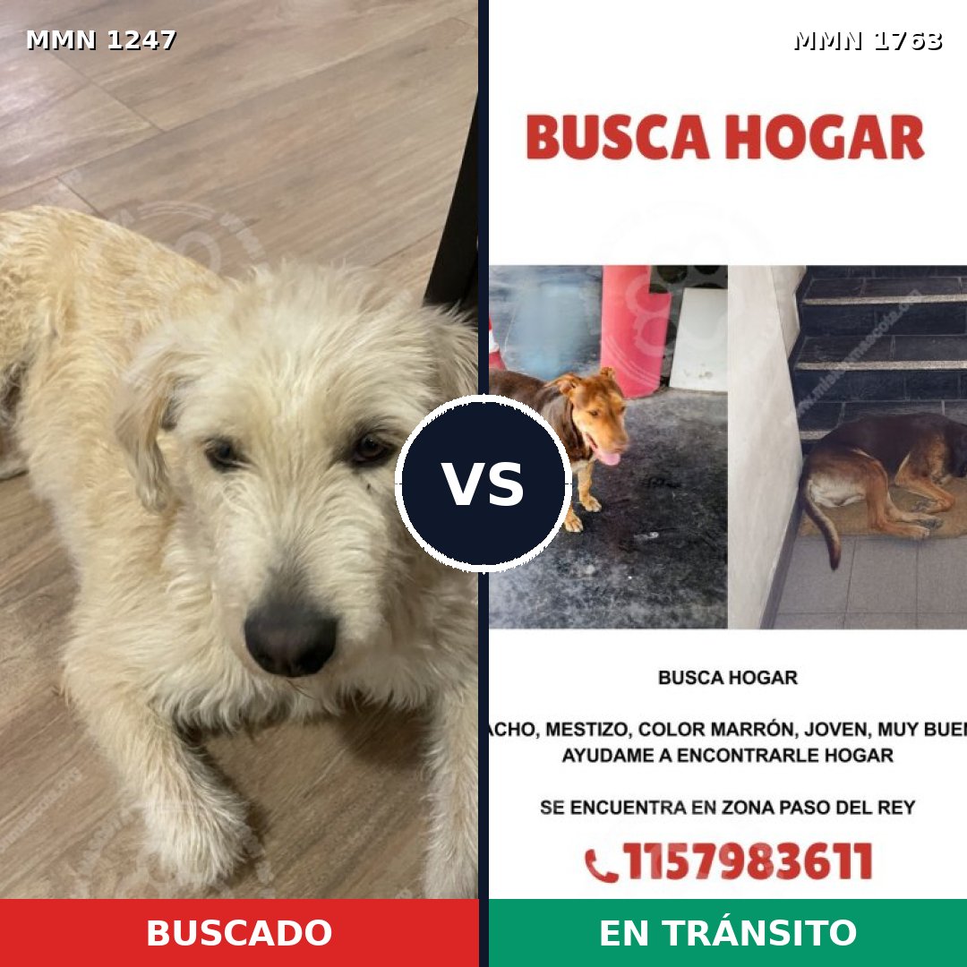 Comparativa MMS 39196: mascota perdida y mascota encontrada, 63% de similitud