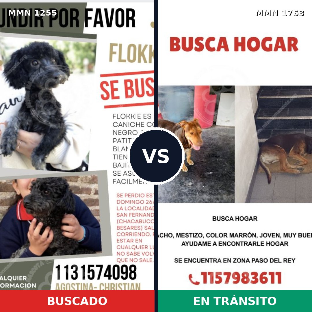 Comparativa MMS 39197: mascota perdida y mascota encontrada, 25% de similitud