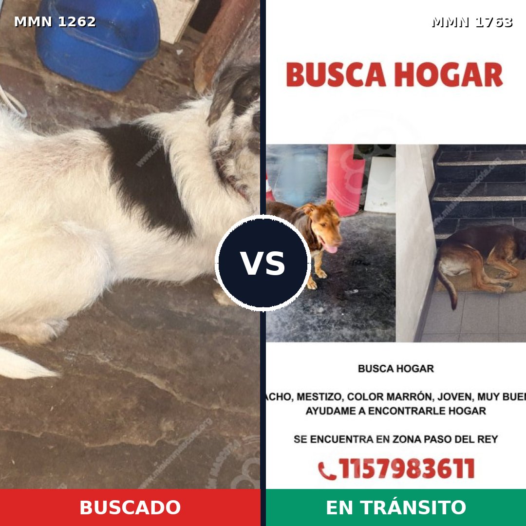 Comparativa MMS 39198: mascota perdida y mascota encontrada, 70% de similitud