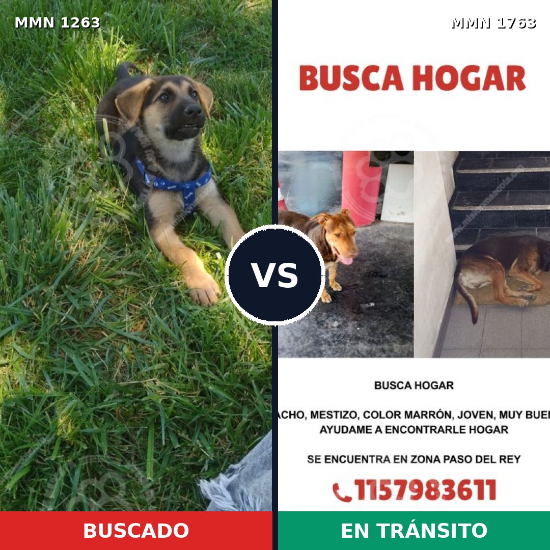 Comparativa MMS 39199: mascota perdida y mascota encontrada, 15% de similitud