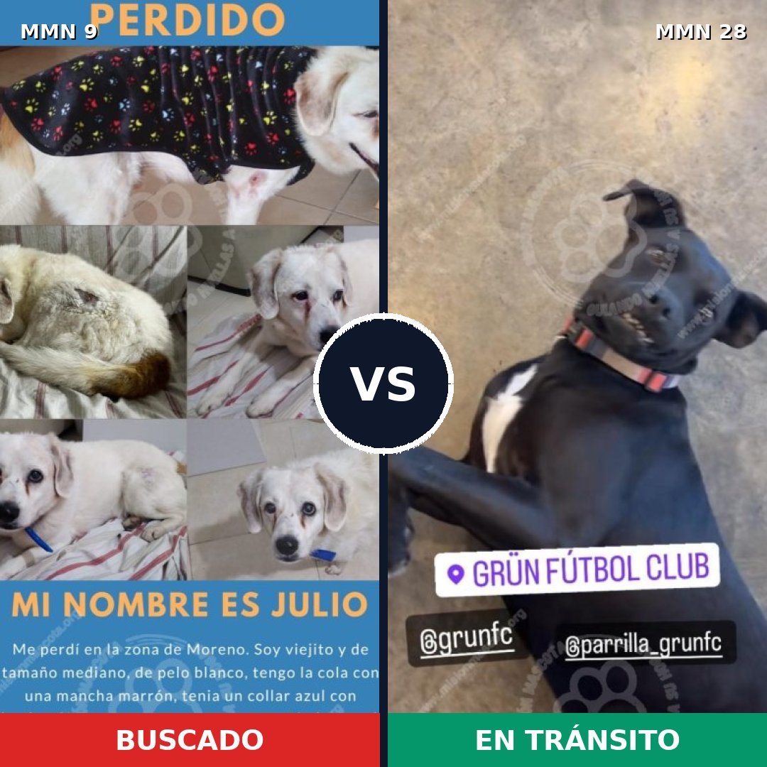 Comparativa MMS 392: mascota perdida y mascota encontrada, 75% de similitud