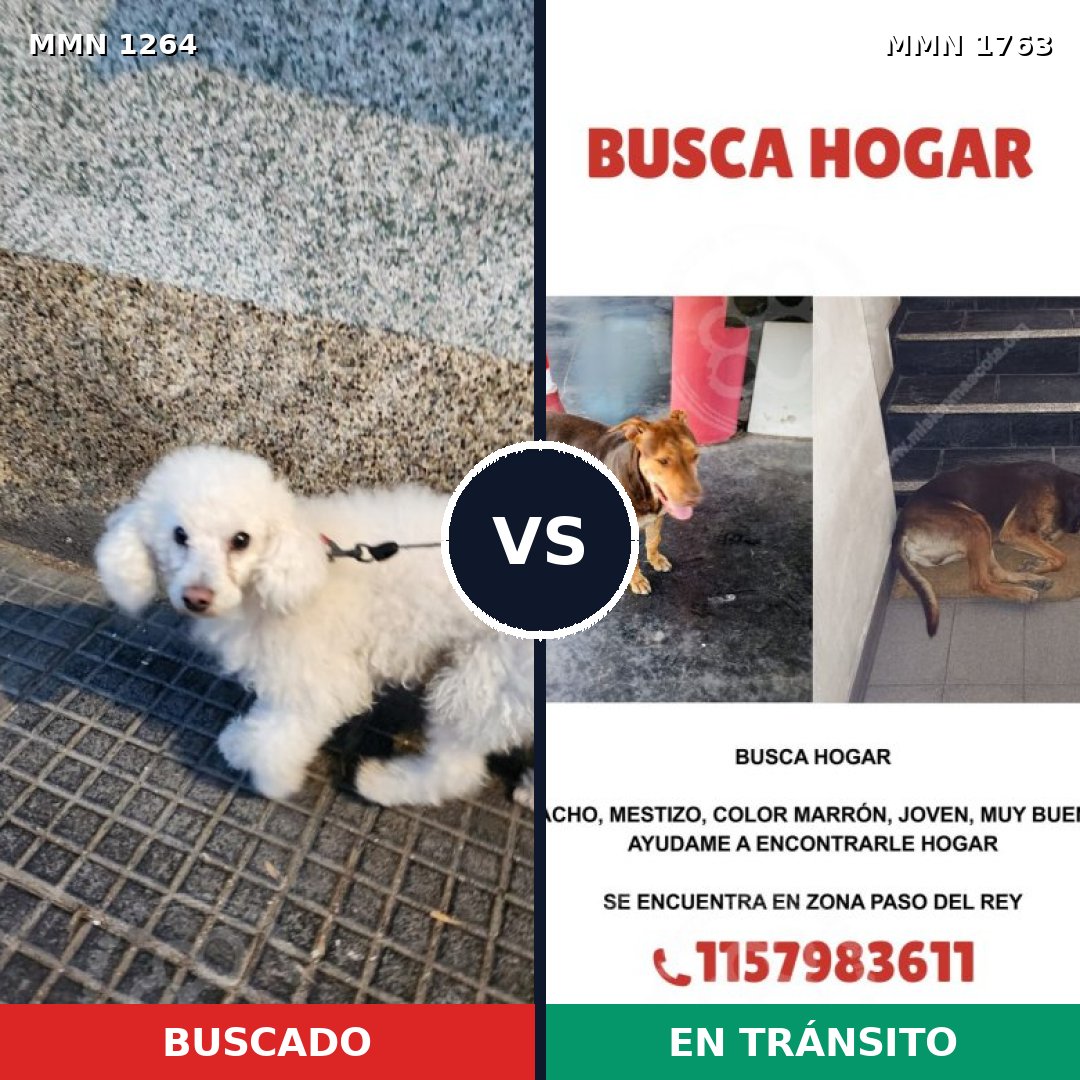 Comparativa MMS 39200: mascota perdida y mascota encontrada, 24% de similitud